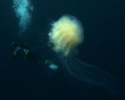 A diver with a huge jellyfish at beuatifull Cocos Island,... by Ofer Ketter 